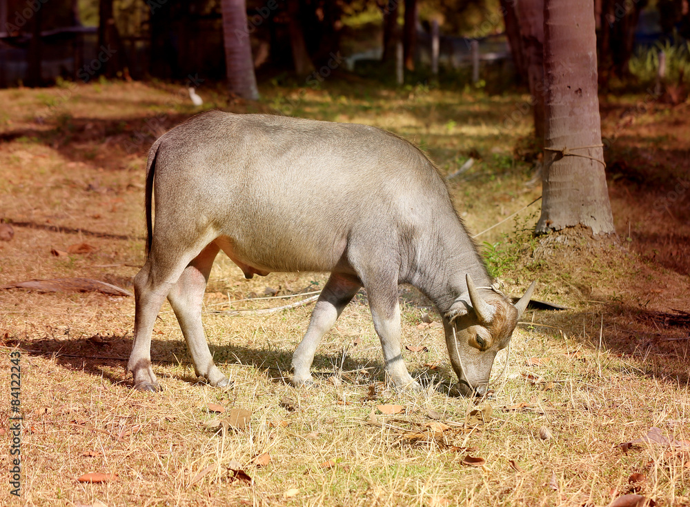 Young bull grazing Young bull grazing