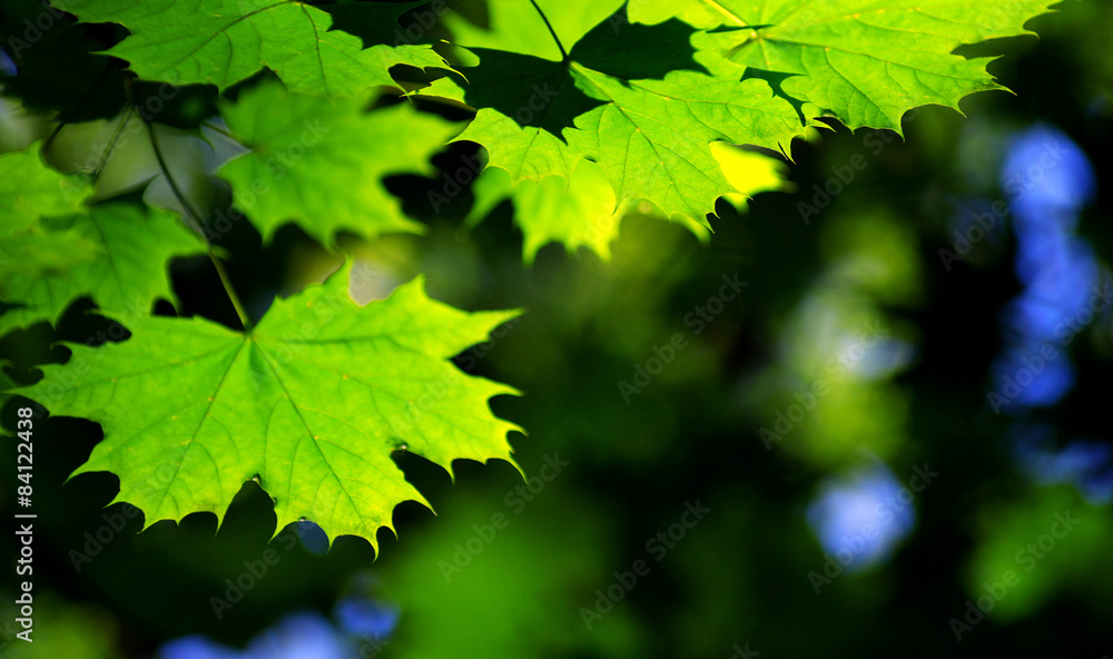 green leaves green leaves