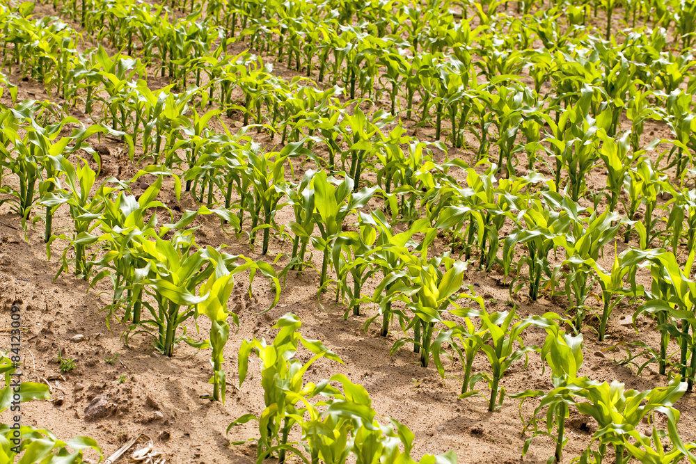 Naklejka premium corn field