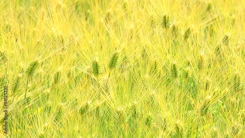 風にそよぐ小麦畑