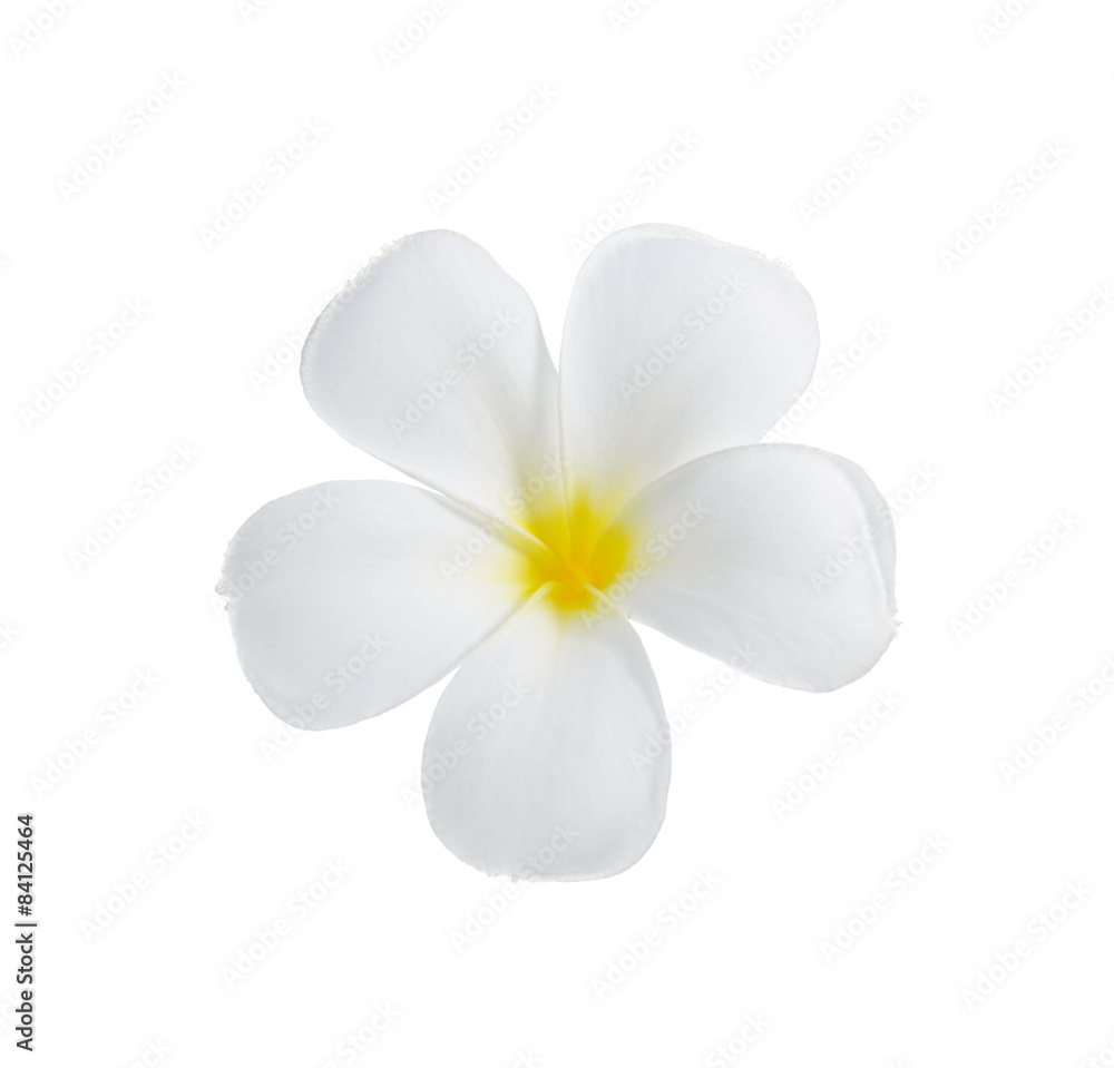 Plumeria flowers isolated on white background Plumeria flowers isolated on white background