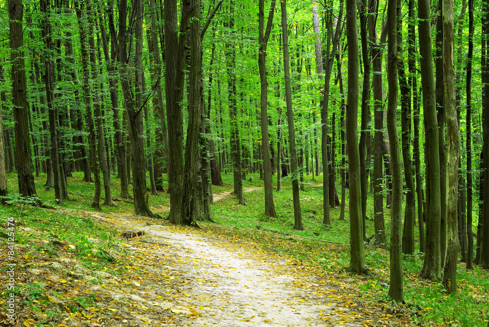 forest forest