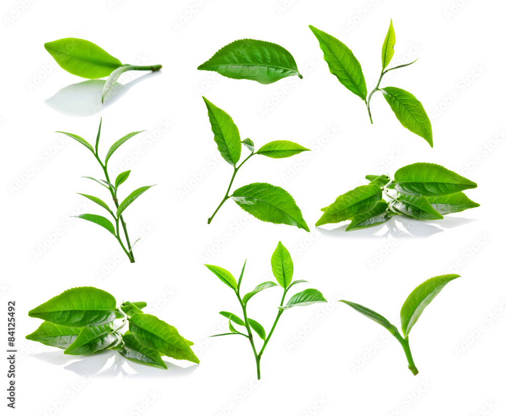 Fototapeta premium green tea leaf isolated on white background