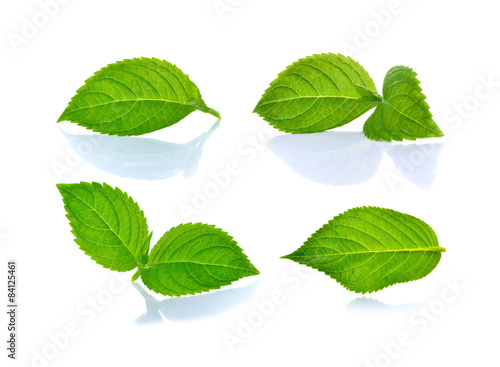 Green leaf on white background