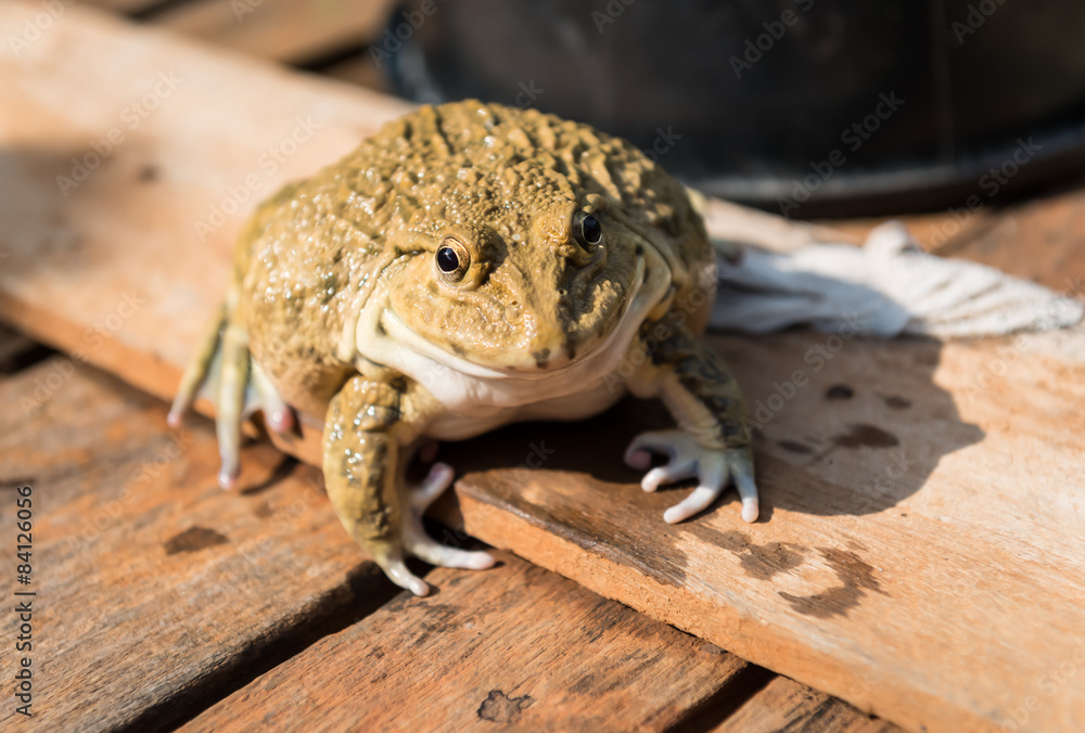 Obraz premium frog in the farm