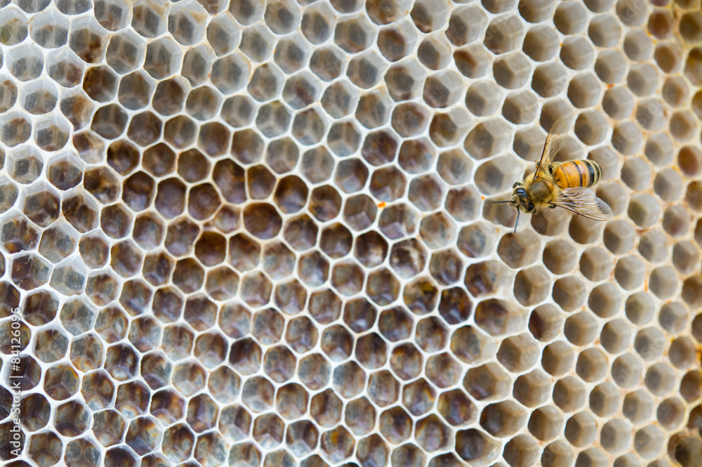 One Bee on the Honeycomb
