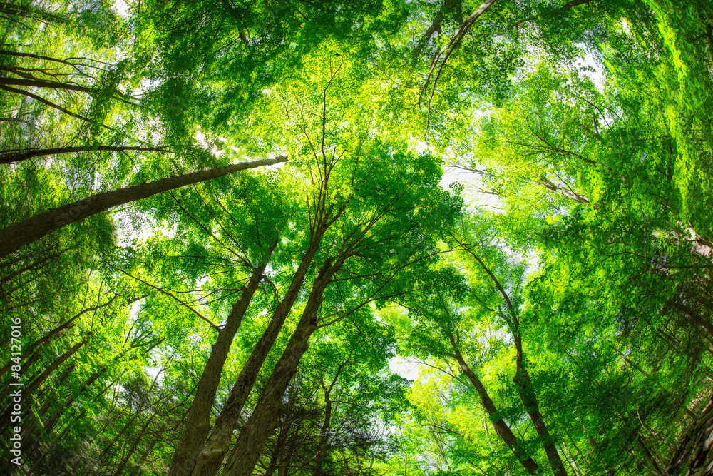 Beautiful canopy of green trees looking upwards Beautiful canopy of green trees looking upwards