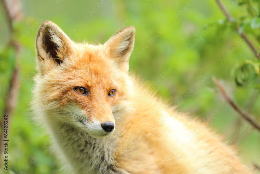 Fototapeta premium Lis Kita