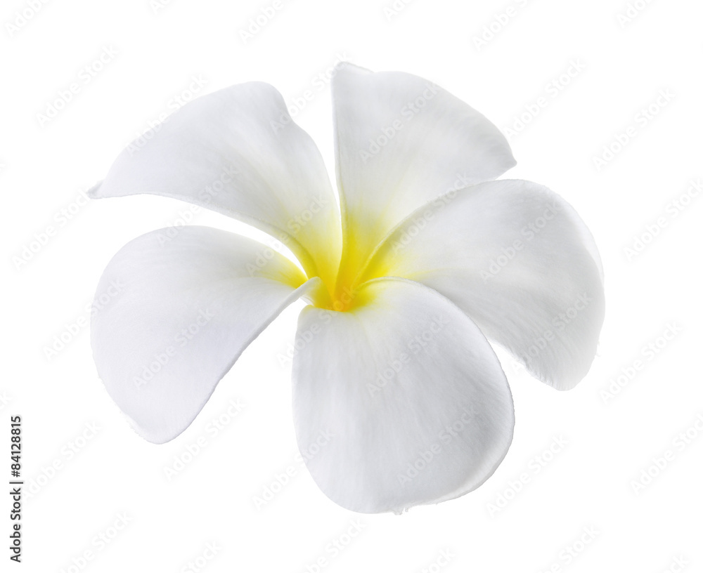 Plumeria flowers isolated on white background Plumeria flowers isolated on white background