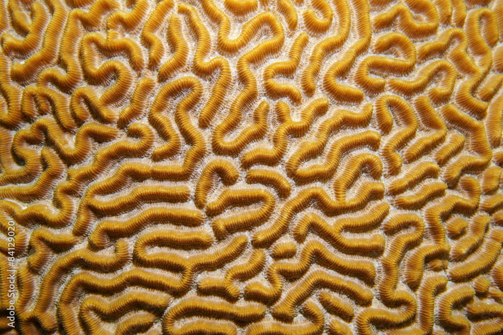 Naklejka premium Close up image of symmetrical brain coral
