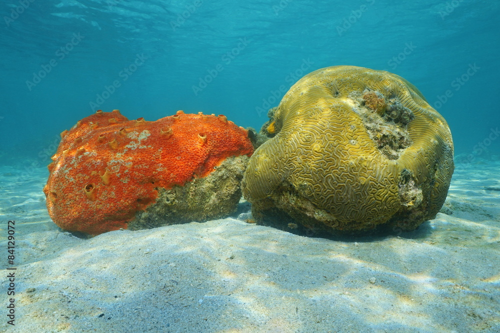 Fototapeta premium Sea life red boring sponge and grooved brain coral