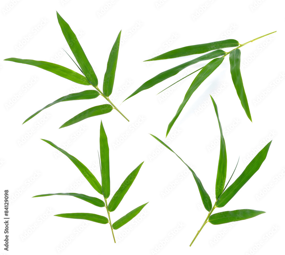 Obraz premium Green bamboo leaves on a white background