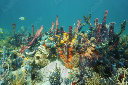 Reef underwater with colorful sponges