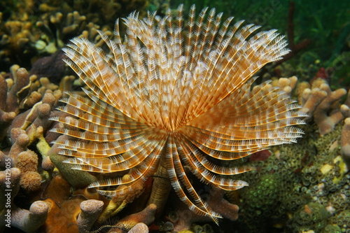 Sea life Magnificent Feather Duster worm