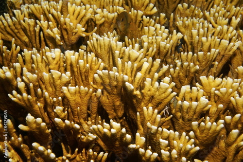 Sea life branching fire coral Millepora alcicornis photo
