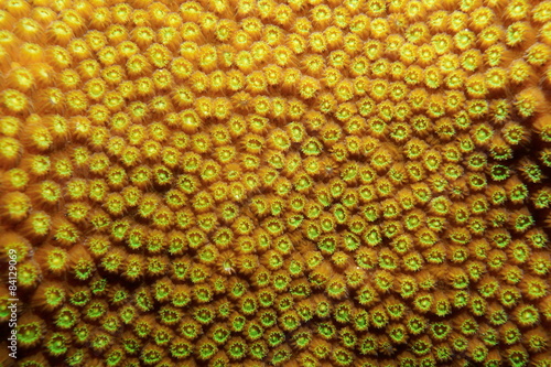 Sea life close up image of boulder star coral photo
