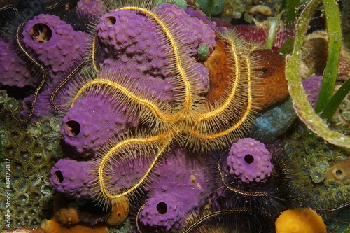 Underwater creature a brittle star over sponge photo