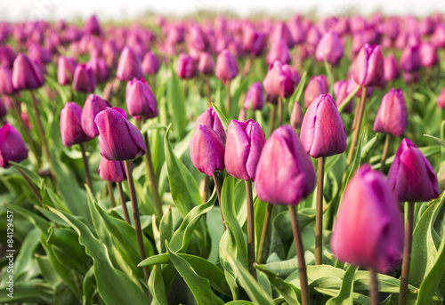 Tulpen