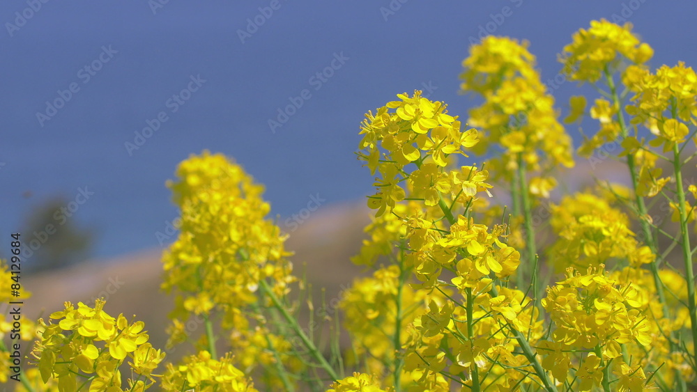 Field mustard,A Thousand Rice Paddies in Shiroyone.Filmed in 4K. Field mustard,A Thousand Rice Paddies in Shiroyone.Filmed in 4K.