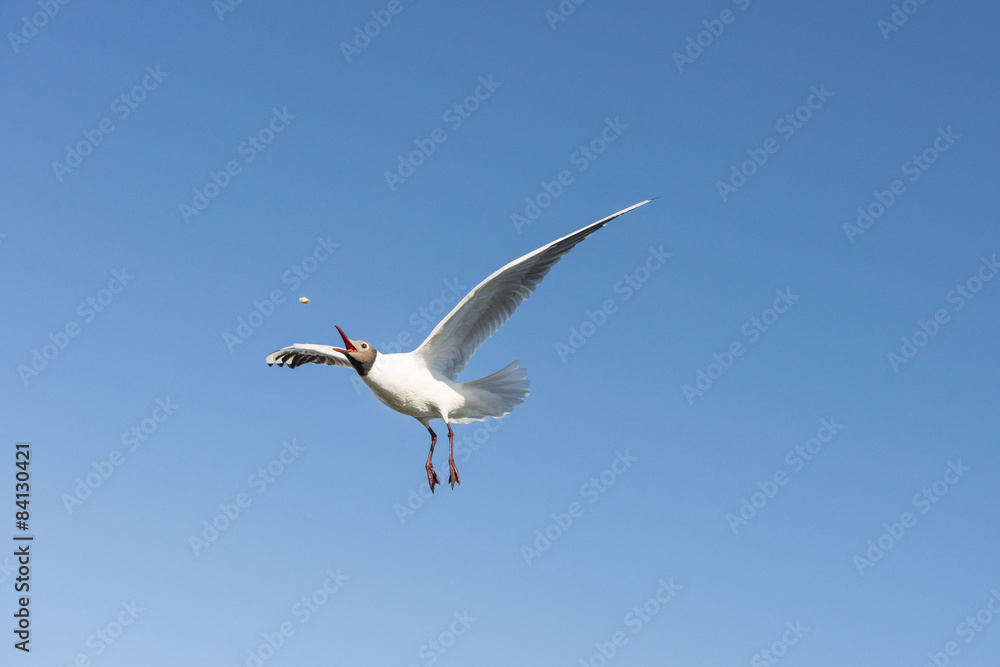 Obraz premium Möwe ein Stück Brot