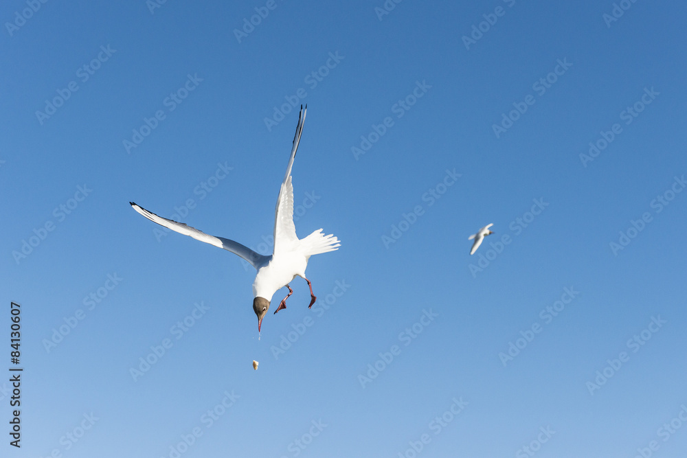 Fototapeta premium Möwe fängt ein Stück Brot