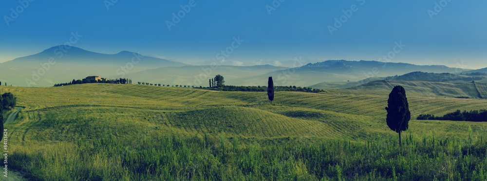 Obraz premium toskania, panorama, winnica, val d’orcia, włochy, sierpień, cyprysy, Tuscany, vineyard, Val d'Orcia, Italy, August, cypresses