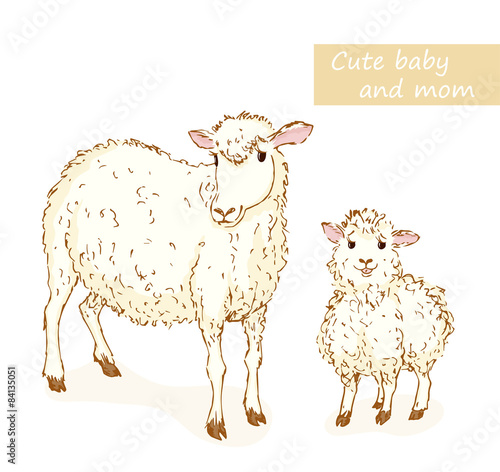 Sheep and lamb