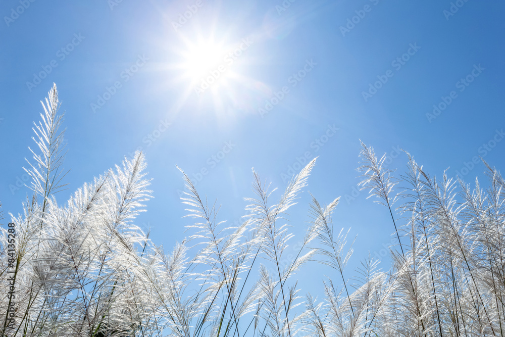 Obraz premium white reeds and blue sky
