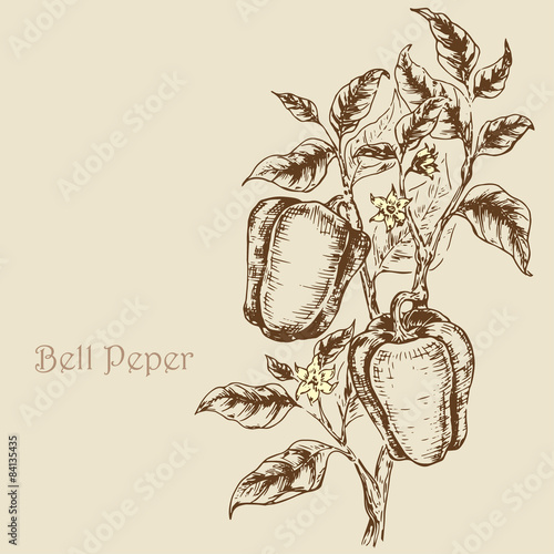 Bell pepper 3
