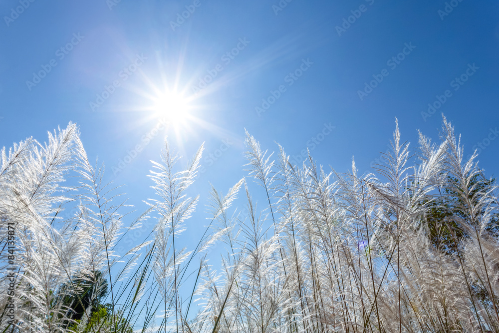 Obraz premium white reeds and blue sky