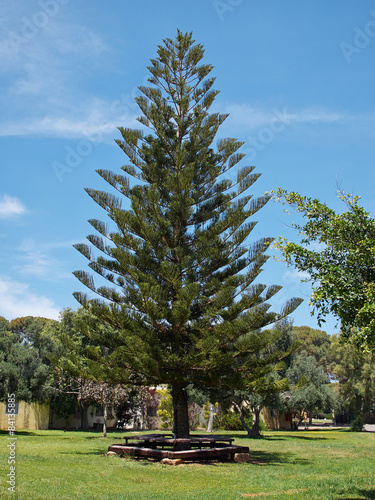 Fresh tall pine tree