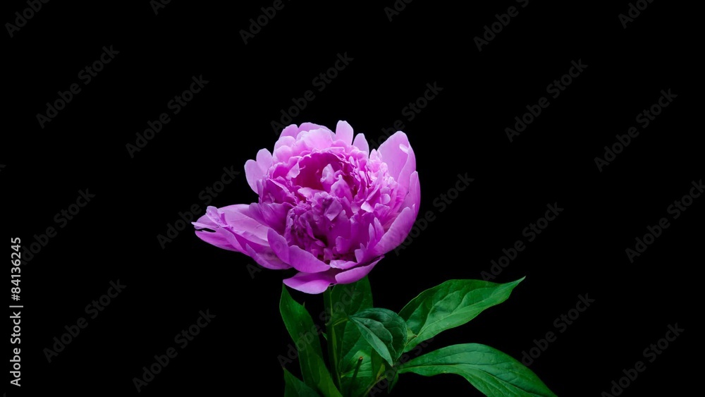 Timelapse pink peony flower blooming on black background Timelapse pink peony flower blooming on black background