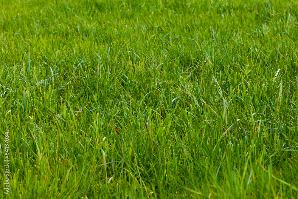 Obraz premium Background of a green grass. Green grass texture