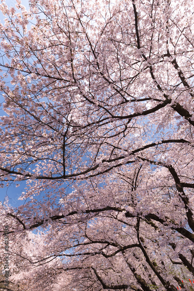 桜が満開の上野公園 桜が満開の上野公園