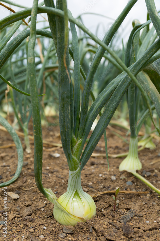 Obraz premium タマネギ畑 