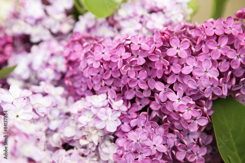 Beautiful lilac outdoors, close up