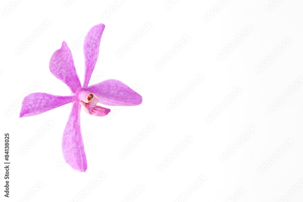 Orchids on white Orchids on white