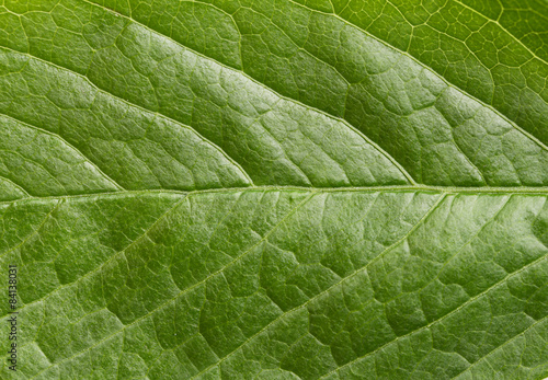 Green leaf background, close up