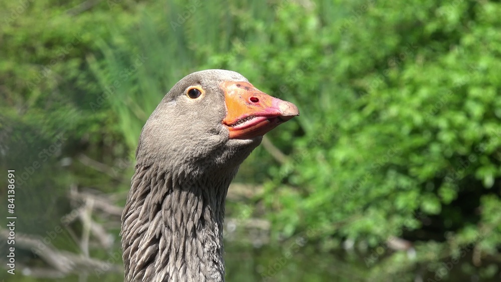 gray goose hissing in the nature gray goose hissing in the nature