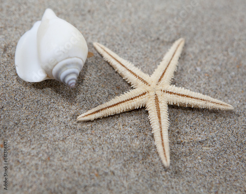 coquillage et étoile de mer sur le sable
