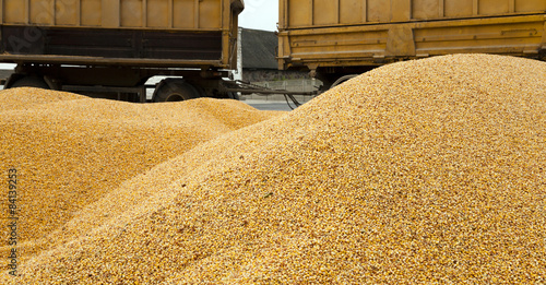Foto heap corn
