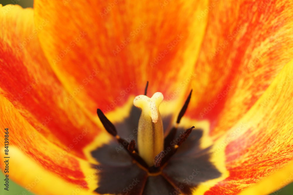 Part orange tulips in the garden. Part orange tulips in the garden.