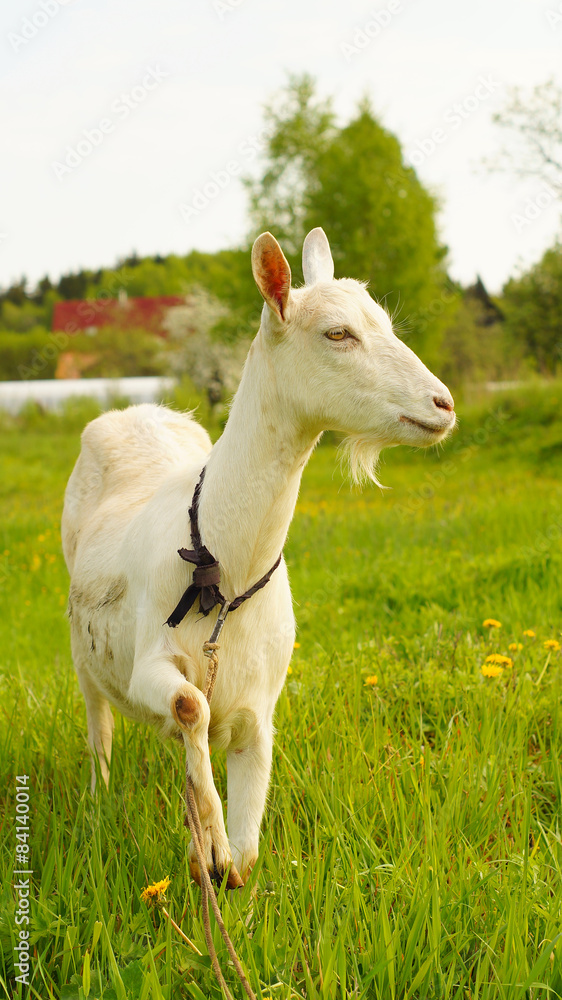 White goat with raised leg on the leash White goat with raised leg on the leash