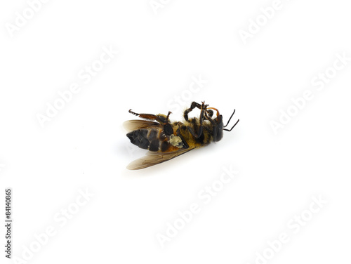 Dead bees isolated on white background
