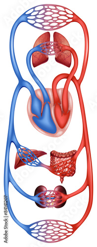 Circulation body