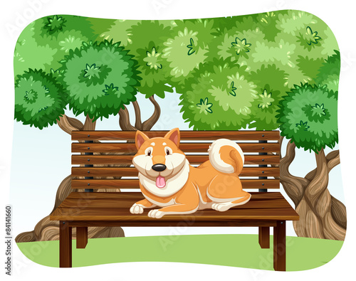 Dog on bench