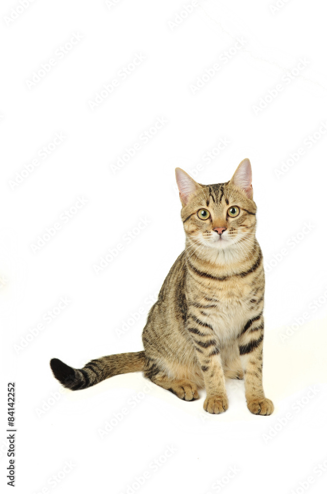 Obraz premium Piękny kot na białym tle