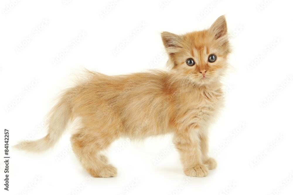 Redhead kitten isolated on white Redhead kitten isolated on white