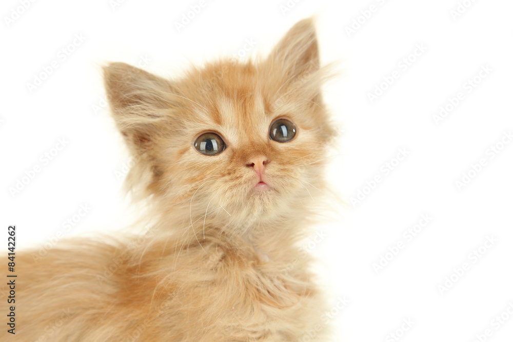 Redhead kitten on white background