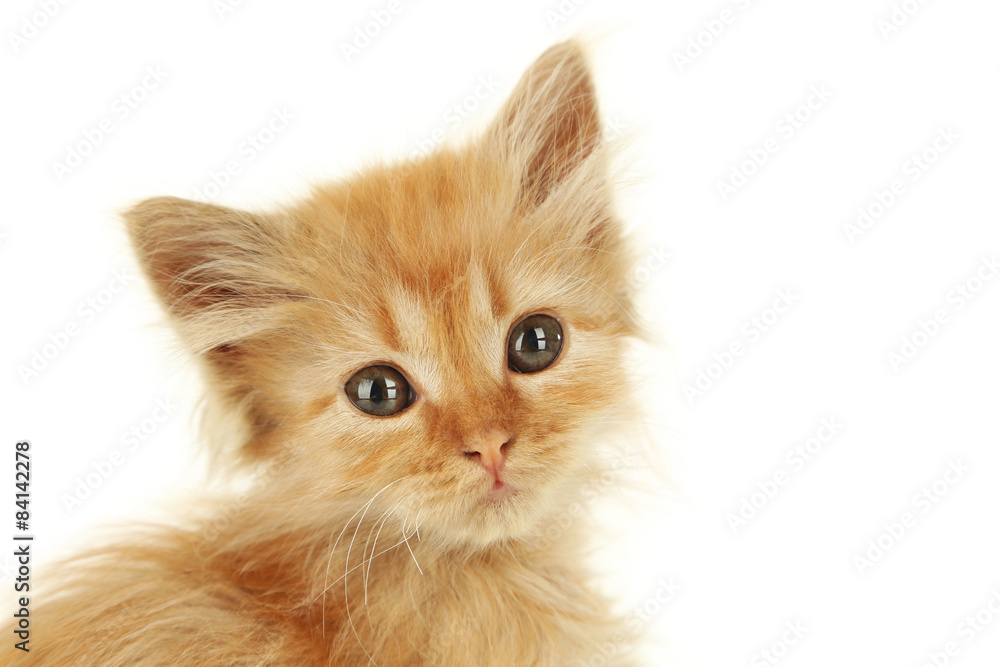 Redhead kitten on white background